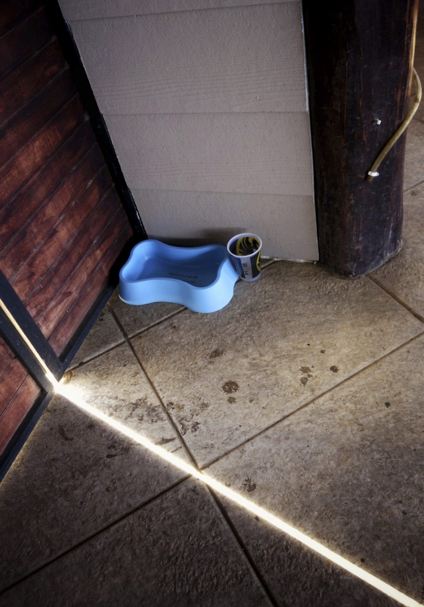dog bowl & light saber dog bowl & light saber