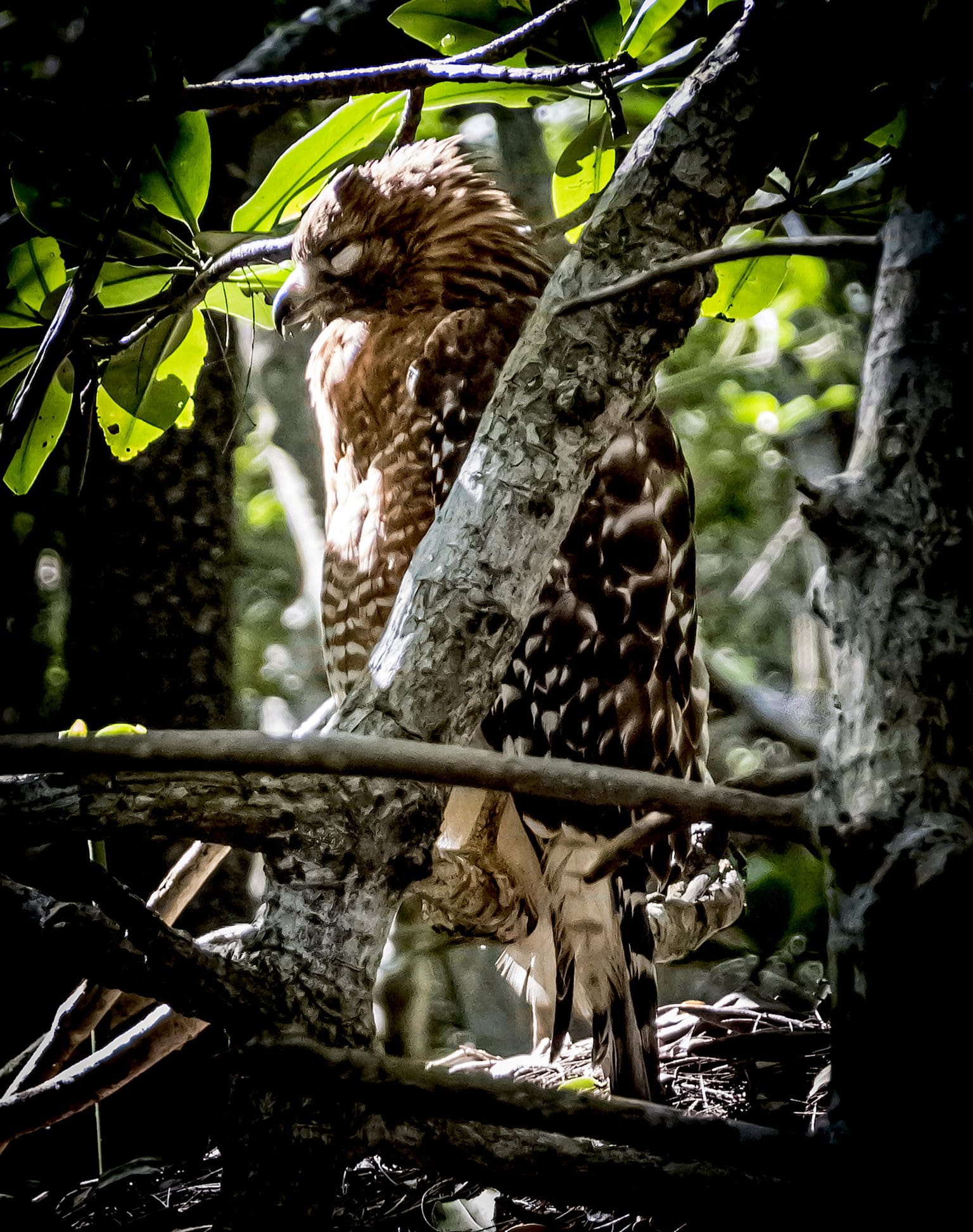 Hawk
